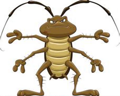 澳大利亚一餐厅拒除蟑螂 理由是“不杀生”